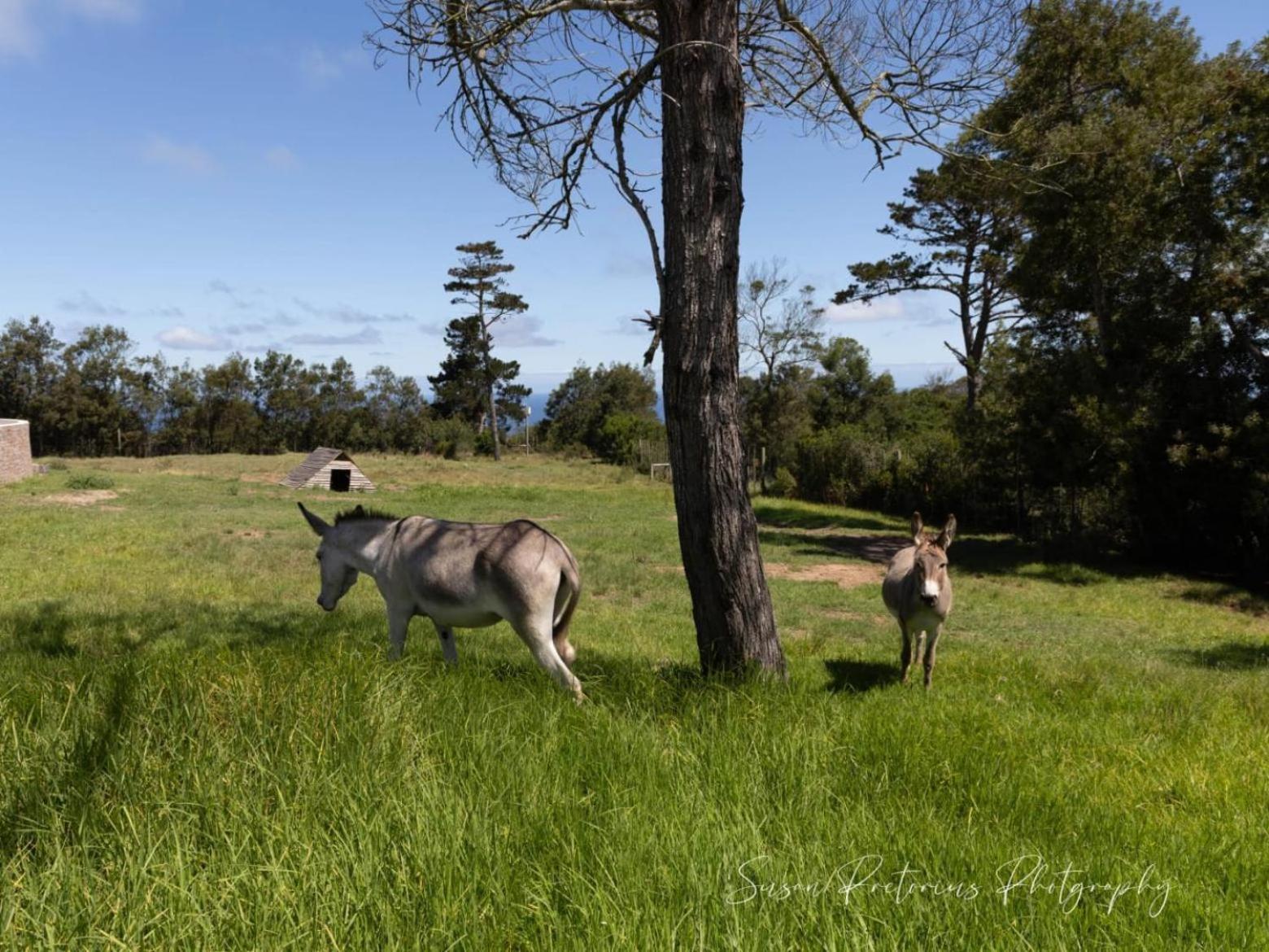 Apartamento Dunkes Organic Equestrian Estate George Exterior foto